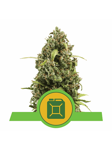 DIESEL AUTO X3-ROYAL QUEEN 2