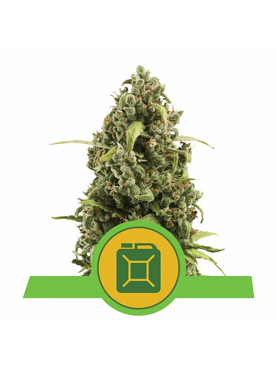 DIESEL AUTO X3-ROYAL QUEEN 2