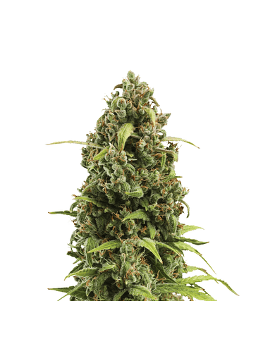 DIESEL AUTO X3-ROYAL QUEEN 3