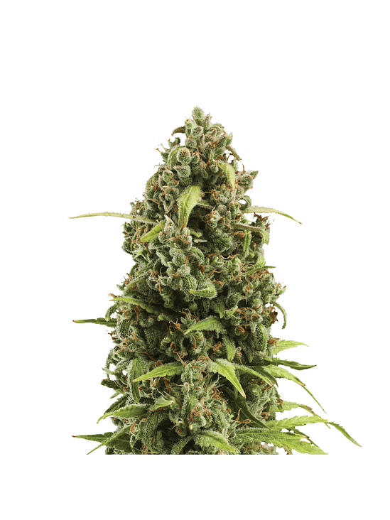 DIESEL AUTO X3-ROYAL QUEEN 3