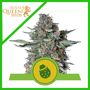 Do-Si-Dos Usa Premium Auto X3-Royal Queen