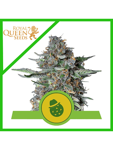 DO-SI-DOS USA PREMIUM AUTO X3-ROYAL QUEEN 1