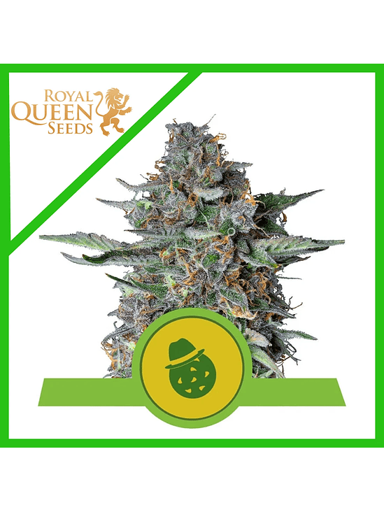 DO-SI-DOS USA PREMIUM AUTO X3-ROYAL QUEEN 1