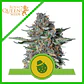 Do-Si-Dos Usa Premium Auto X1/X3-Royal Queen - Miniatura 1