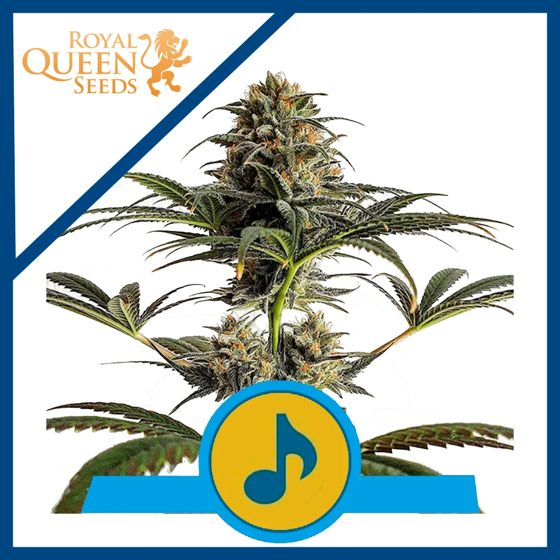 Dance World Cbd Fem -Royal Queen (X10/X3) 1
