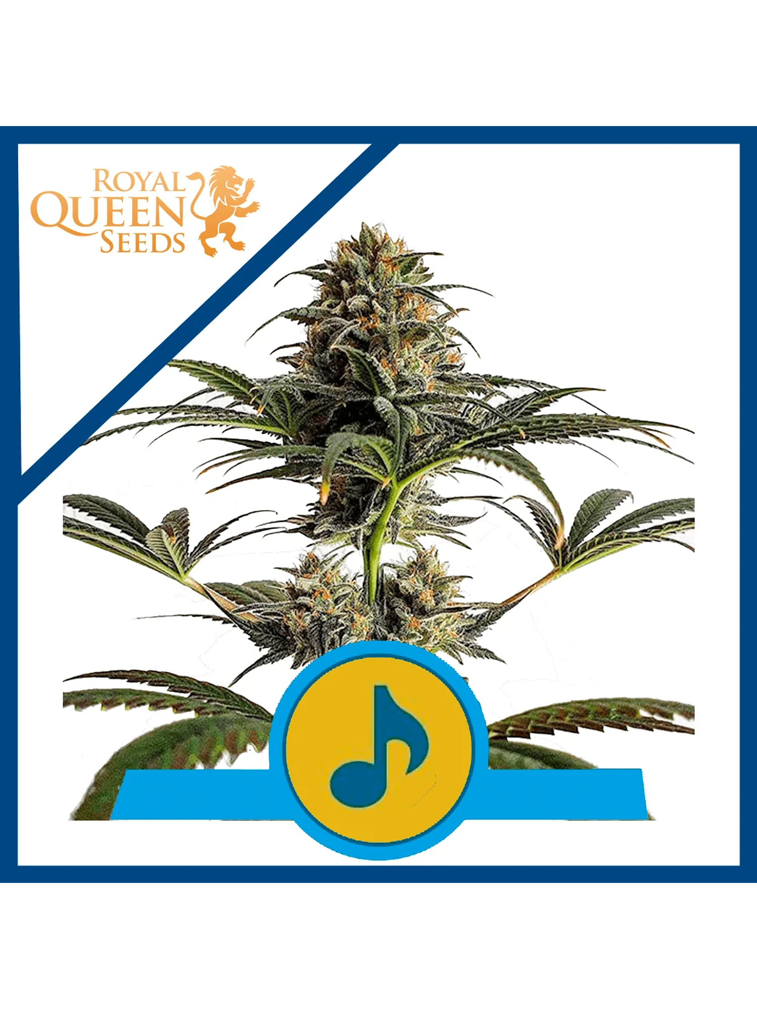 Dance World Cbd Fem -Royal Queen (X10/X3) 1