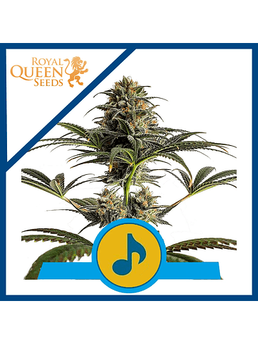 DANCE WORLD CBD FEM X3-ROYAL QUEEN 1