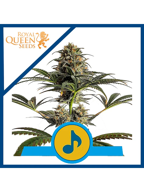 Dance World Cbd Fem -Royal Queen (X10/X3) 1