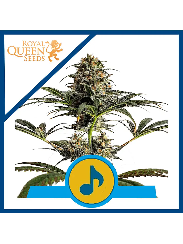 Dance World Cbd Fem -Royal Queen (X10/X3) 1