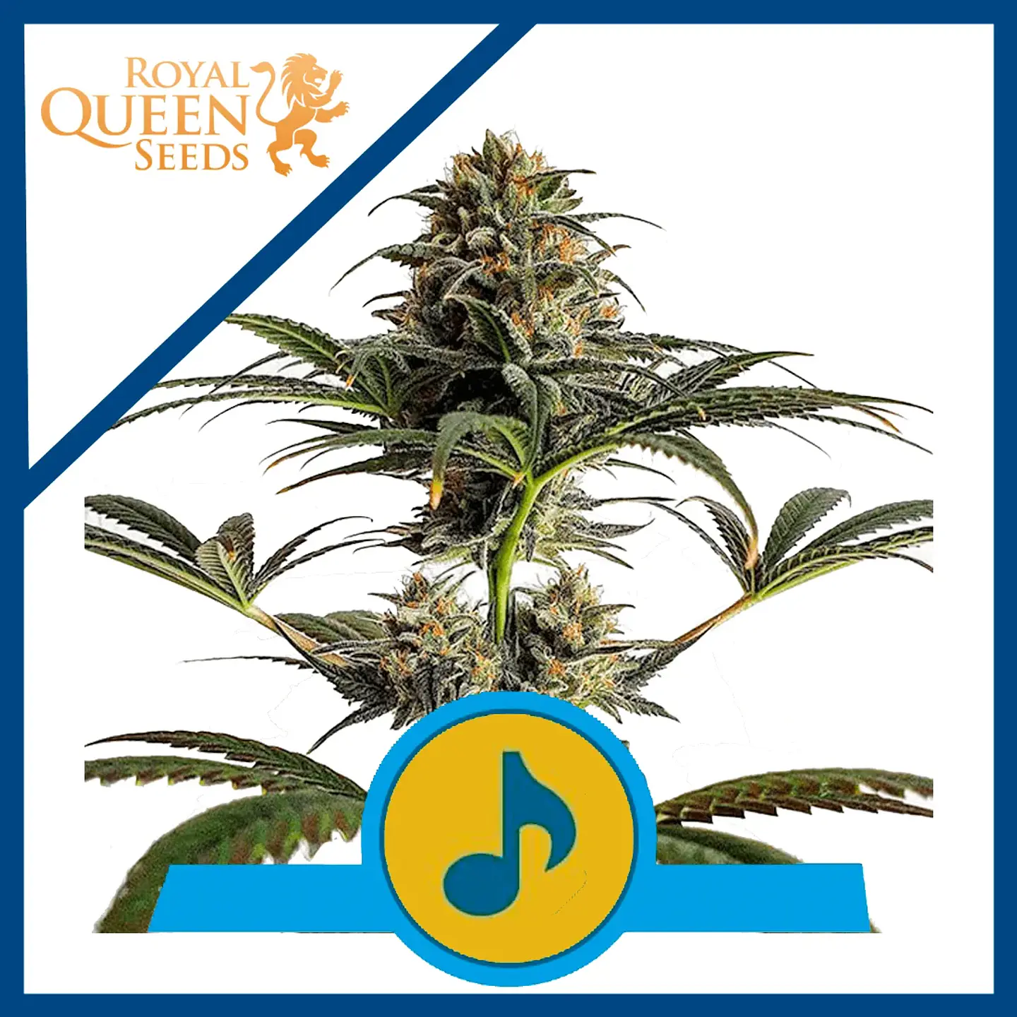Dance World Cbd Fem -Royal Queen (X10/X3) 1