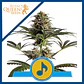 Dance World Cbd Fem -Royal Queen (X10/X3) - Miniatura 1