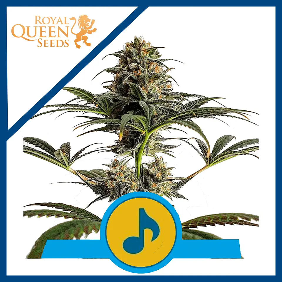 Dance World Cbd Fem -Royal Queen (X10/X3) 1