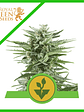 EASY BUD AUTO X1-ROYAL QUEEN SEEDS - Miniatura 1