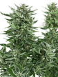 EASY BUD AUTO X1-ROYAL QUEEN SEEDS - Miniatura 3