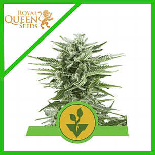 EASY BUD AUTO X3-ROYAL QUEEN