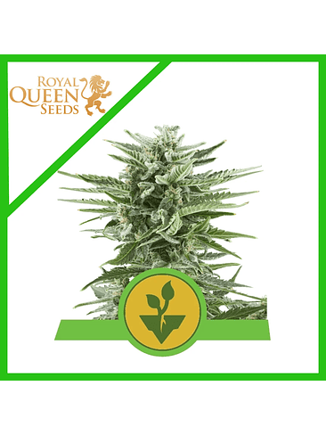 EASY BUD AUTO X3-ROYAL QUEEN 1