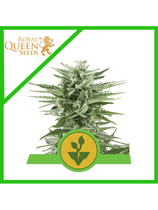 EASY BUD AUTO X3-ROYAL QUEEN 1