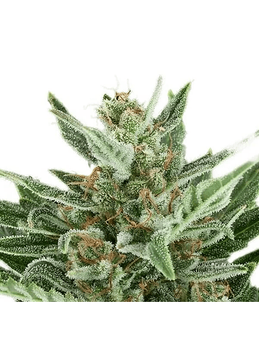 EASY BUD AUTO X3-ROYAL QUEEN 3