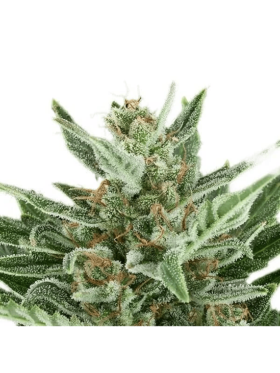 EASY BUD AUTO X3-ROYAL QUEEN 3