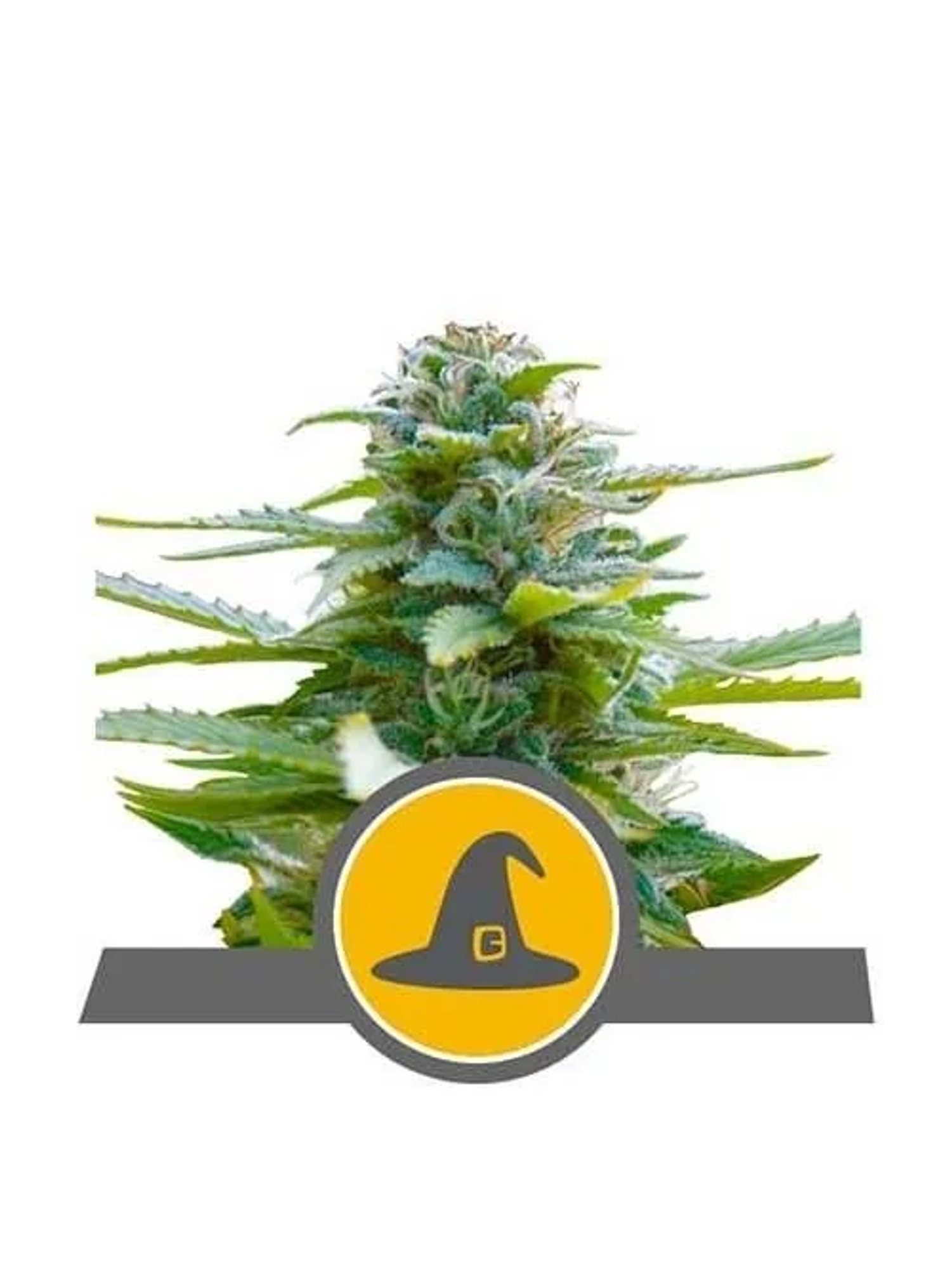 Exotic Witch Reg. X10-Royal Queen Seeds 1