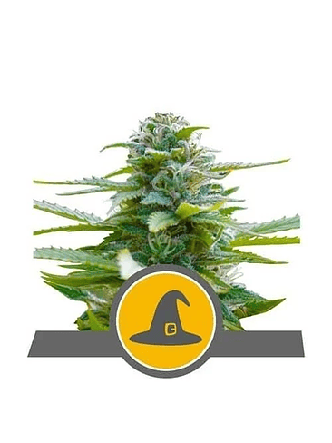 EXOTIC WITCH REG. X10-ROYAL QUEEN SEEDS 1