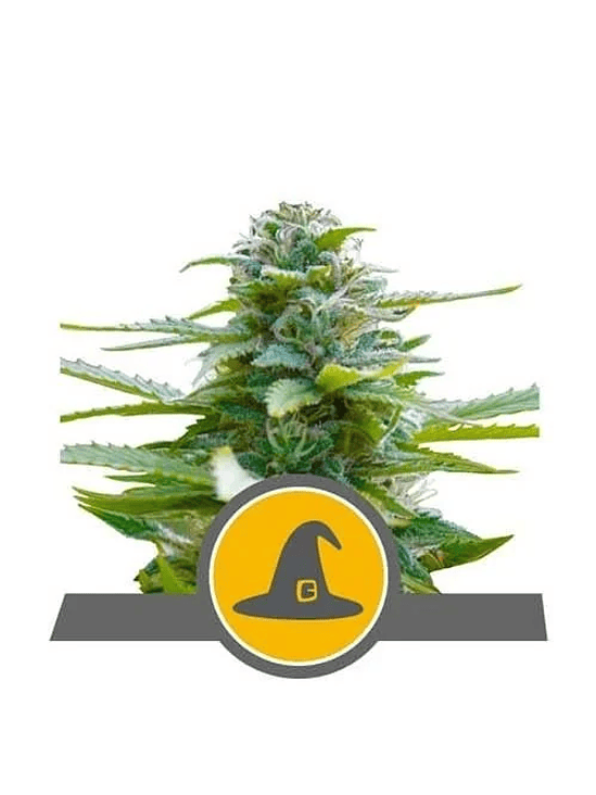 EXOTIC WITCH REG. X10-ROYAL QUEEN SEEDS 1