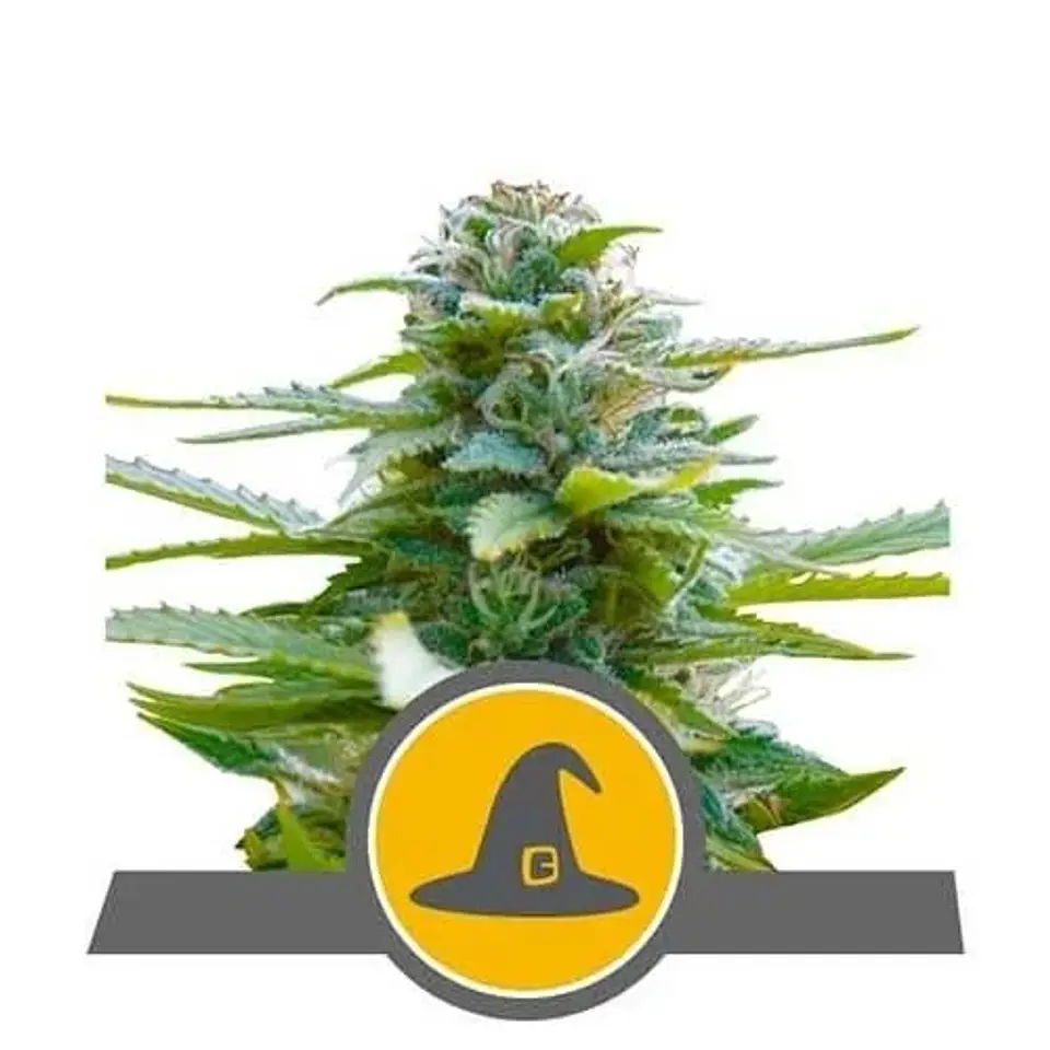 Exotic Witch Reg. X10-Royal Queen Seeds 1