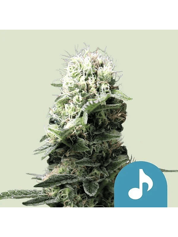 FAST EDDY CBD AUTO X1-ROYAL QUEEN SEEDS 1