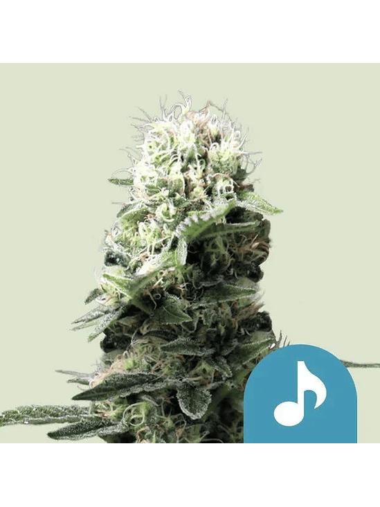 FAST EDDY CBD AUTO X1-ROYAL QUEEN SEEDS 1