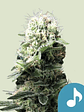 Fast Eddy Cbd Auto X1-Royal Queen Seeds - Miniatura 1