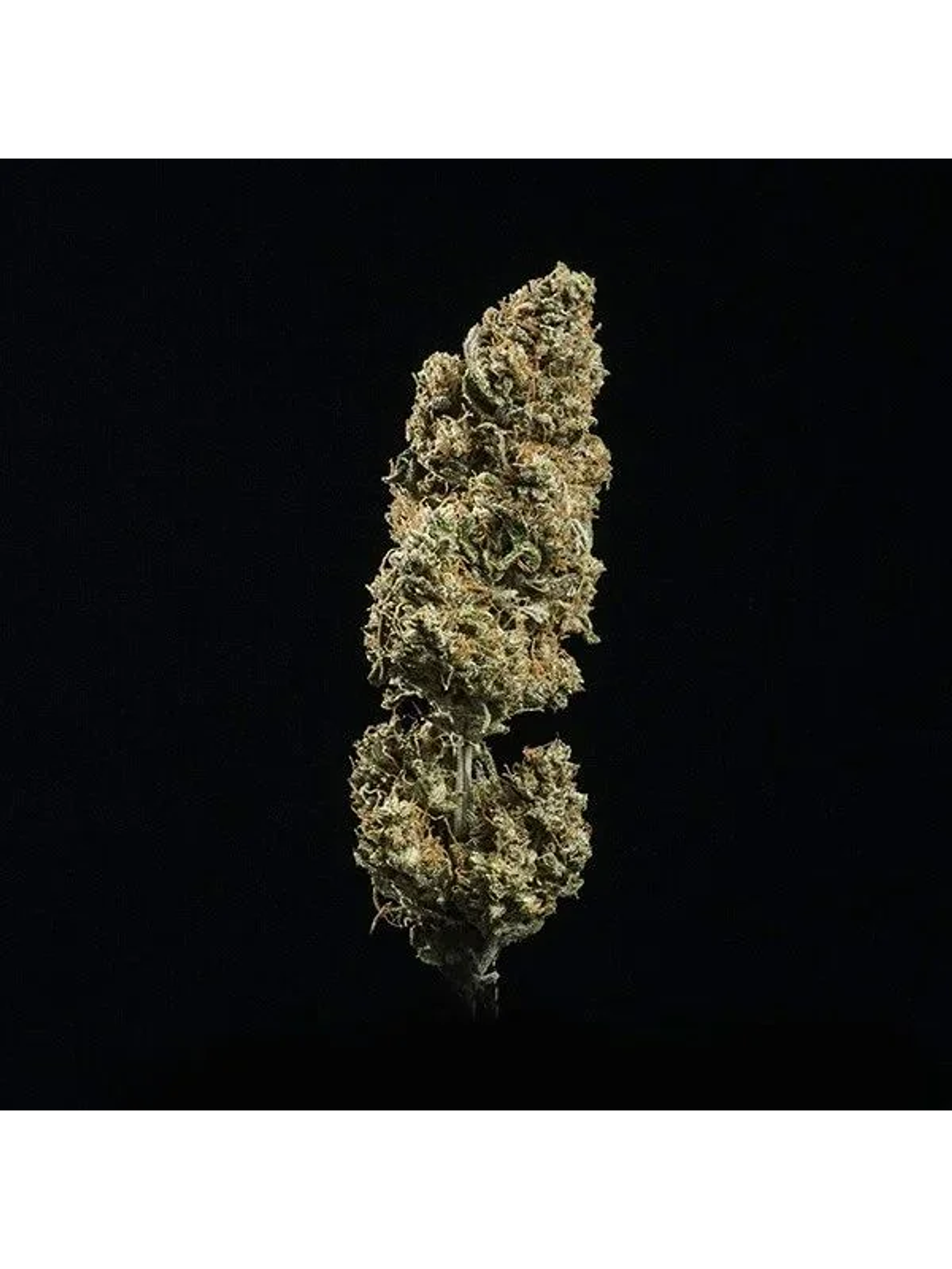 Fat Banana Usa Premium Auto X1 -Royal Queen Seeds 2