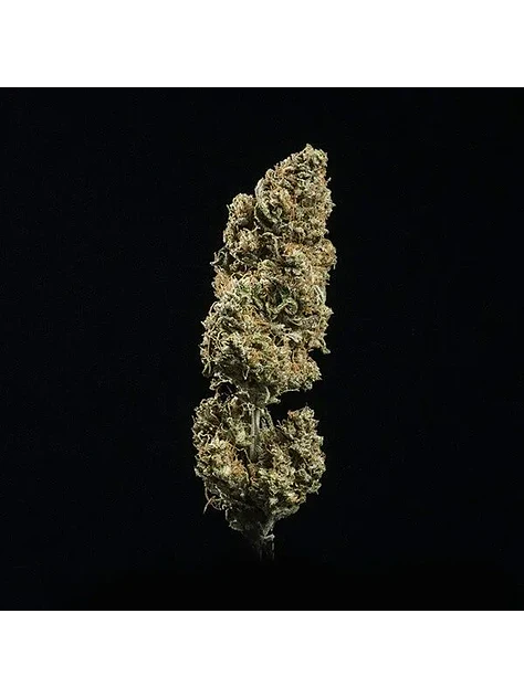 Fat Banana Usa Premium Auto  -Royal Queen Seeds (X1/X3) 2