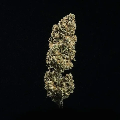 Fat Banana Usa Premium Auto  -Royal Queen Seeds (X1/X3)