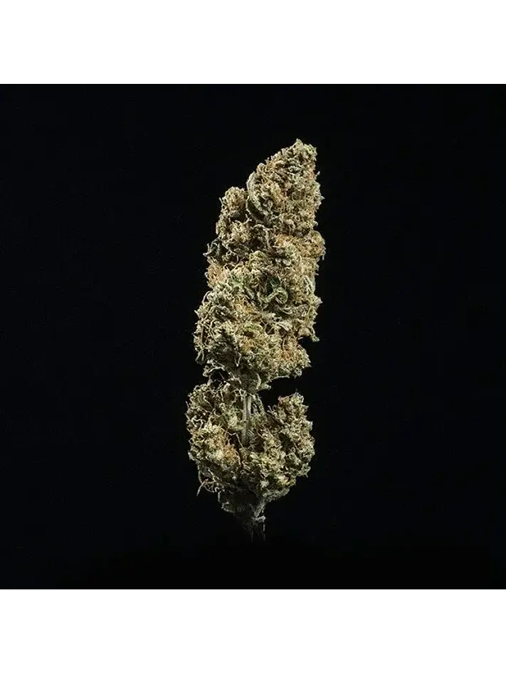 Fat Banana Usa Premium Auto  -Royal Queen Seeds (X1/X3) 2