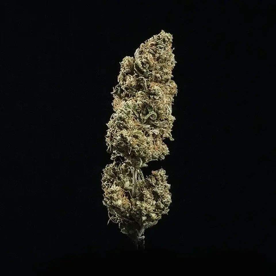 Fat Banana USA Premium Auto (X1 / X3 / X10) -Royal Queen Seeds 2