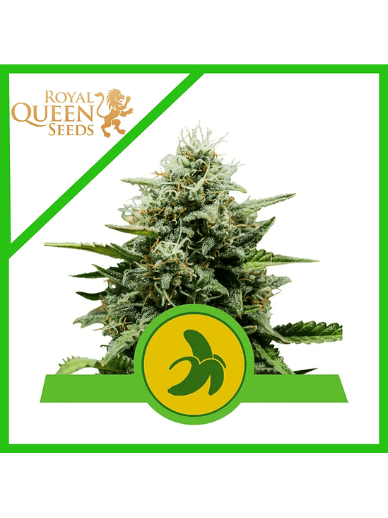 FAT BANANA USA PREMIUM AUTO X1 -ROYAL QUEEN SEEDS 1