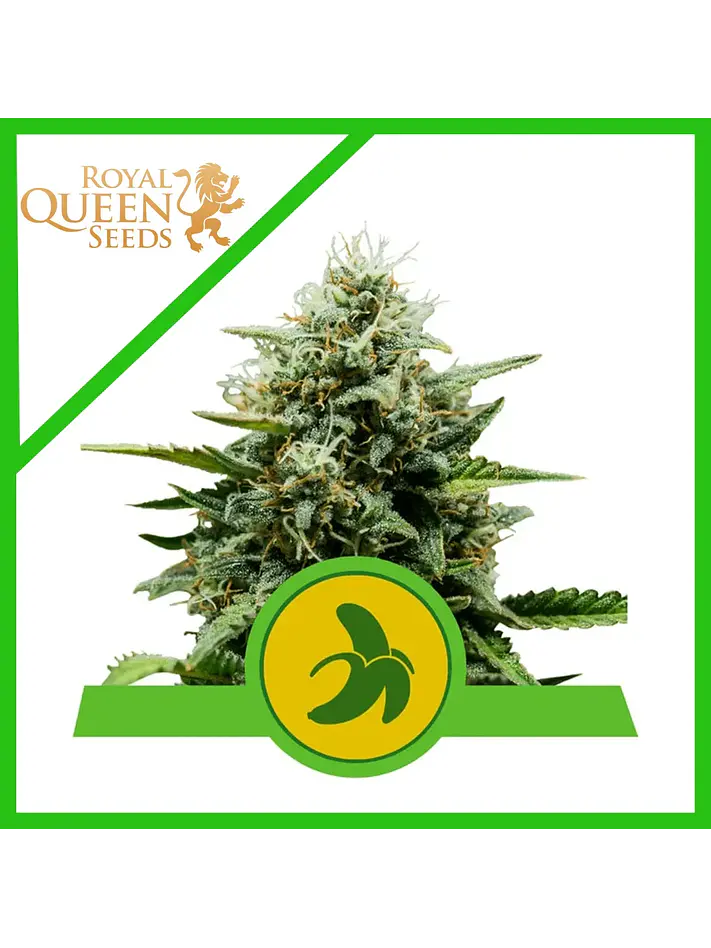 Fat Banana Usa Premium Auto  -Royal Queen Seeds (X1/X3) 1