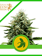 FAT BANANA USA PREMIUM AUTO X1 -ROYAL QUEEN SEEDS - Miniatura 1
