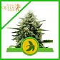 Fat Banana Usa Premium Auto  -Royal Queen Seeds (X1/X3) - Miniatura 1