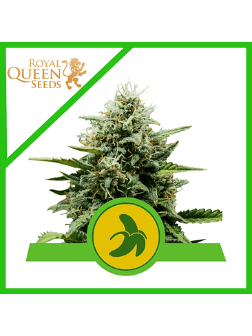 FAT BANANA USA PREMIUM AUTO X3-ROYAL QUEEN 1