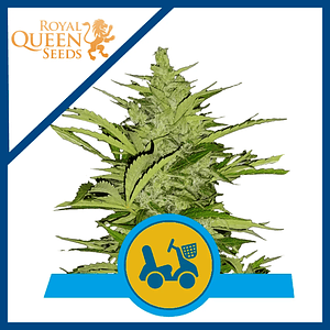 Fast Eddy Auto Cbd X3-Royal Queen