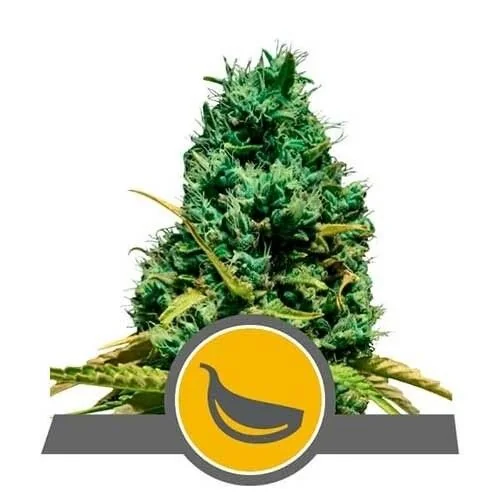 Garlic Mist Reg. X10-Royal Queen Seeds 1