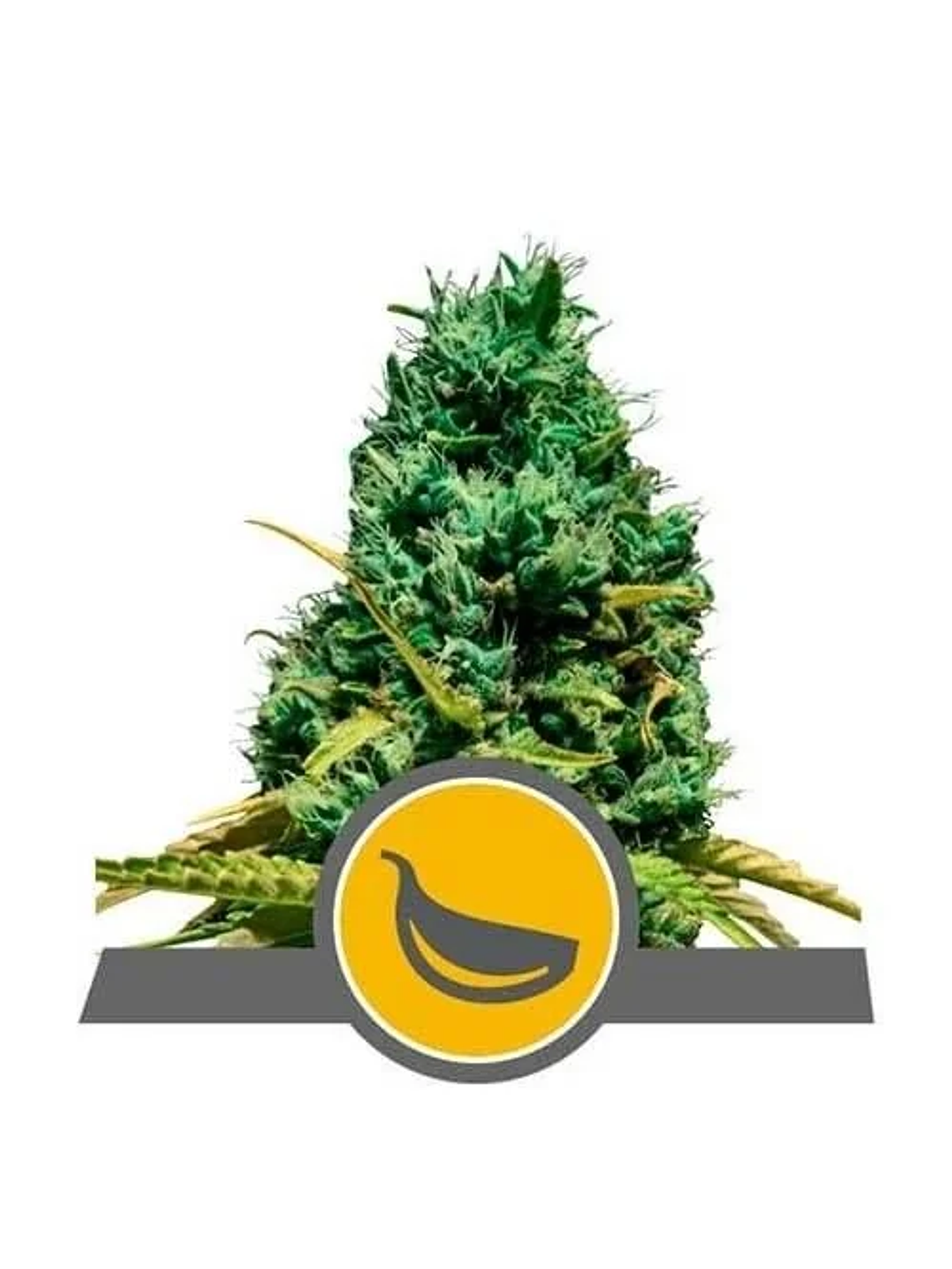 Garlic Mist Reg. X10-Royal Queen Seeds 1