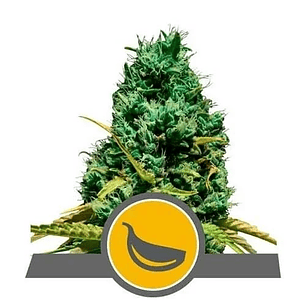 GARLIC MIST REG. X10-ROYAL QUEEN SEEDS