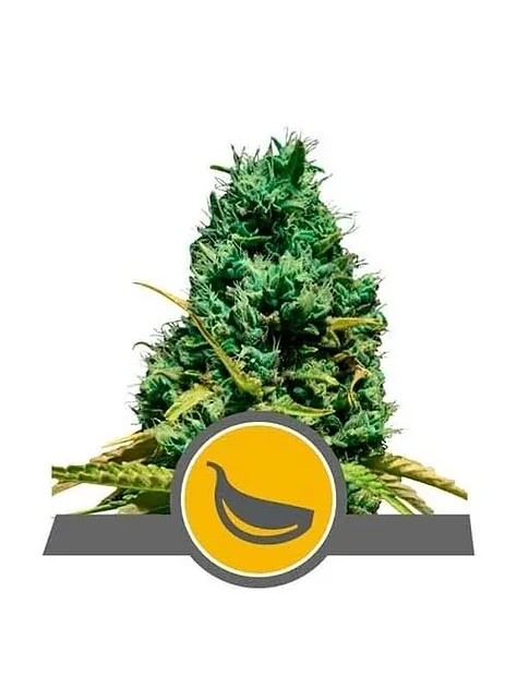 Garlic Mist Reg. X10-Royal Queen Seeds 1
