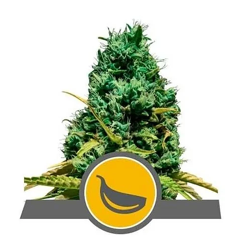 Garlic Mist Reg. X10-Royal Queen Seeds
