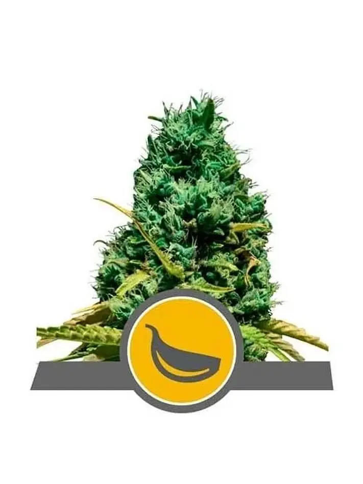 Garlic Mist Reg. X10-Royal Queen Seeds 1