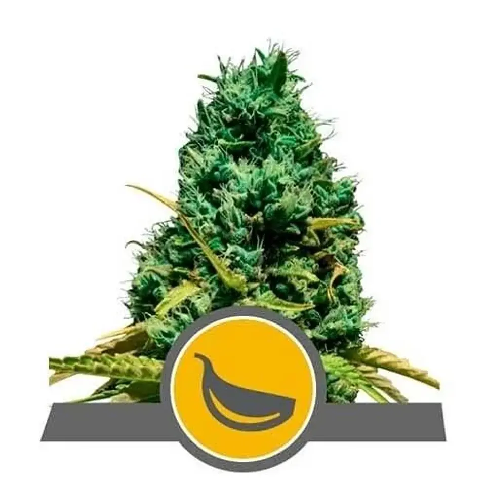 Garlic Mist Reg. X10-Royal Queen Seeds 1