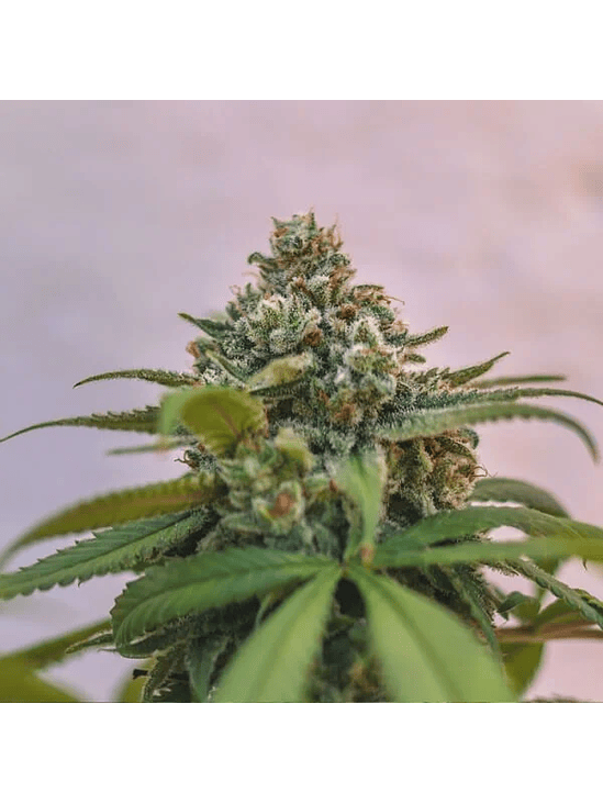 GREEN CRACK PUNCH USA PREMIUM FEM X3-ROYAL QUEEN 2