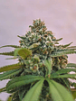 GREEN CRACK PUNCH USA PREMIUM FEM X3-ROYAL QUEEN - Miniatura 2
